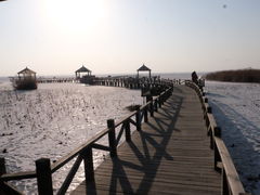 -哈素海
