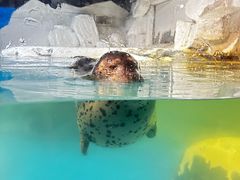 -大连圣亚海洋世界
