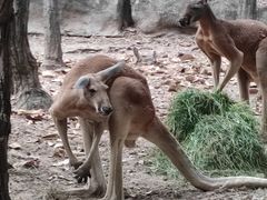 -清迈夜间动物园