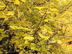 -辽宁大学(崇山校区)