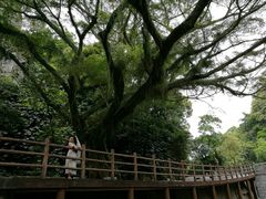 -广州市石门国家森林公园