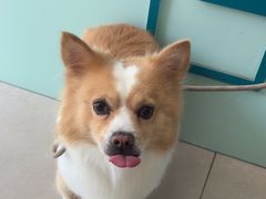 -佳雯宠物医院·皮肤科·内外科(春晓路分院)