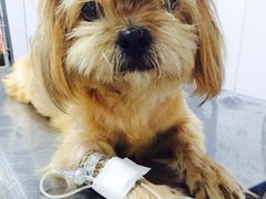 iphone_upload_pic-严国平动物医院(德政总院)