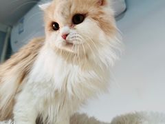 -十月米努特矮脚猫舍