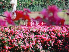 -大关公园