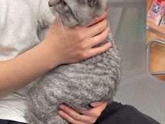 -创凡宠物医院·骨专科  猫科中心(西乡分院)
