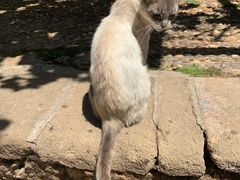 -哈桑二世清真寺