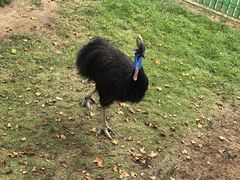 -西霞口神雕山野生动物世界