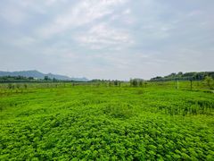 -南山植物园