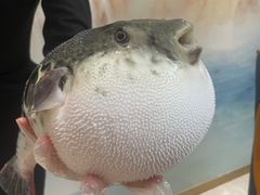 -鲐赏河豚(长寿店)