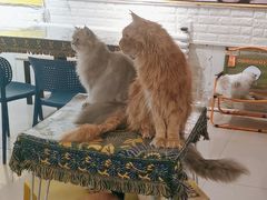 -平行世界·猫咖(首经贸店)