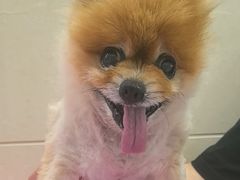 -北京观赏动物医院·24小时大型综合·猫专科·异宠专科