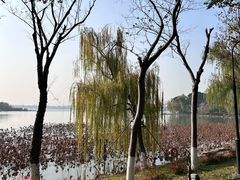-金鸡湖桃花岛