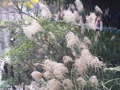 -重庆彩云湖湿地公园