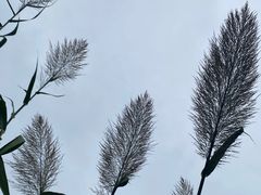 -沙家浜风景区