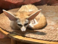 -Zoolung Zoolung动物主题公园(海信广场店)