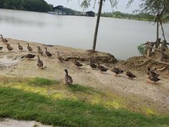 -盐城丹顶鹤湿地生态旅游区