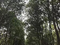 -艾溪湖湿地公园