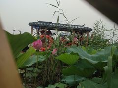 -白洋淀景区
