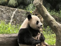 -都江堰中华大熊猫苑