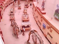 -陕西自然博物馆