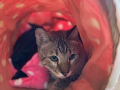 -Cappucimeow猫咪咖啡馆(韦伯时代店)