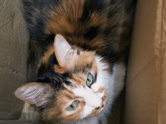 -玫瑰咖啡(中山六路店)