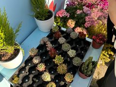 -云溪植物园