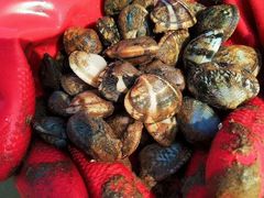 -东戴河风景区-止锚湾