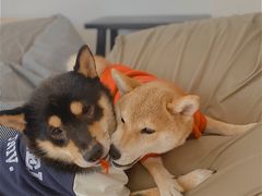 -南京Hallo宠物乐园·哈罗犬舍·柴犬繁育基地