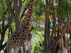 -广州长隆国际大马戏