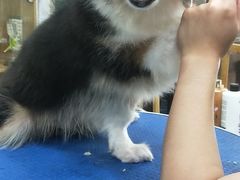 -奶牛家宠物酒店(嘉宏云顶店)