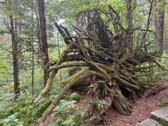 -五营红松林海景区