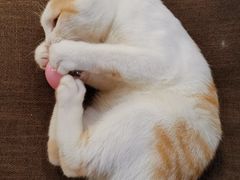 -猫和宫(六道口店)