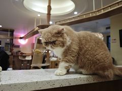 -滚猫咖啡·猫咖·猫友好撸猫(未来城店)