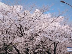 -武汉大学-樱园