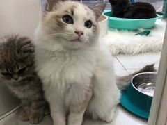 -BABYDOG宝贝狗宠物乐园(欧洲城店)