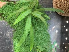 -北马山庄植趣咖啡
