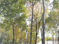 -大兴滨河森林公园