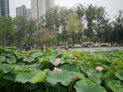 -渭滨公园
