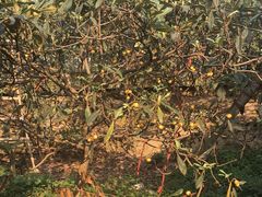 -塘栖枇杷特色园区