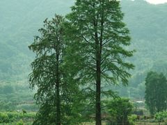 -四明湖