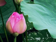 -荔湾湖公园