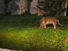 -清迈夜间动物园