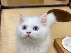 -袖虎猫馆(十亩地店)