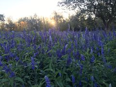 -静之湖湖畔餐厅