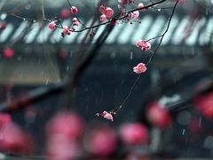 -马浜花园