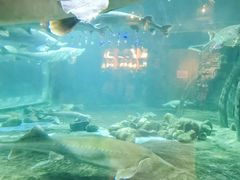 -华夏文旅海洋公园