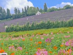 -紫颐香薰山谷景区