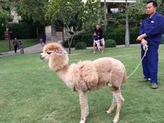 -三亚亚龙湾天域度假酒店